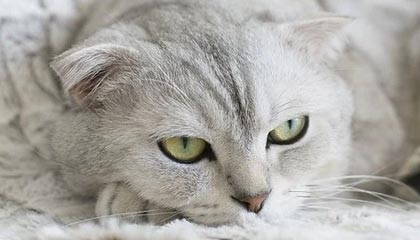 舟山保险自动扣款怎么追回的最新政策(2025年舟山支付宝众安保险自动扣款怎么追回分享)